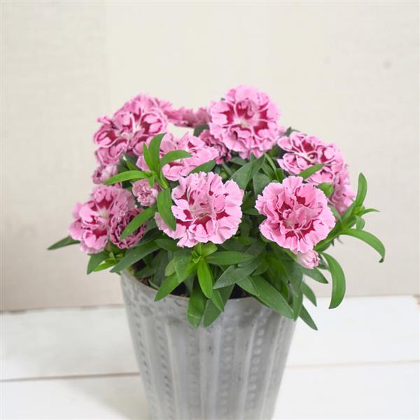 Oscar® Purple Star Dianthus - Container