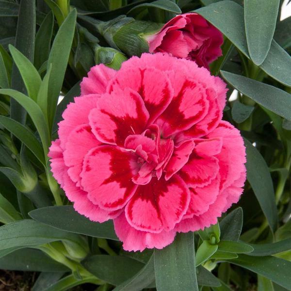 Oscar® Violet+Pink Dianthus - Bloom