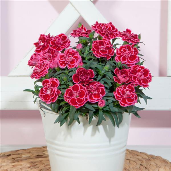 Oscar® Violet+Pink Dianthus - Container
