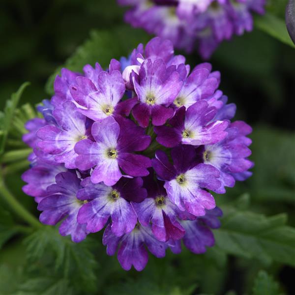 Lascar™ Blue+White Verbena - Bloom