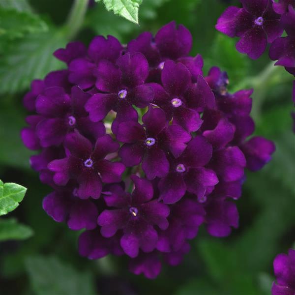Lascar™ Black Velvet Verbena - Bloom