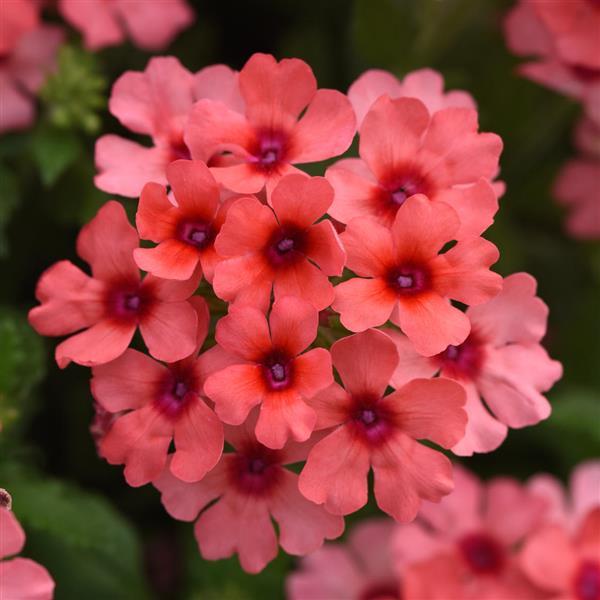 Lascar™ Mango Orange Verbena - Bloom