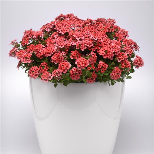 Lascar™ Mango Orange Verbena - Container