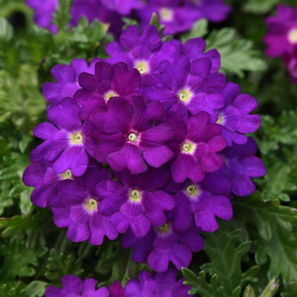 Beats™ Blue Verbena - Bloom
