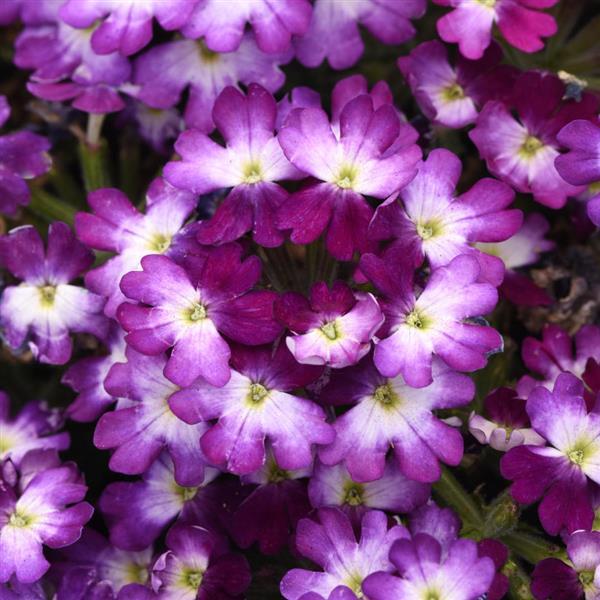 Beats™ Blue+White Verbena - Bloom