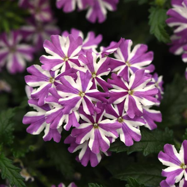 Beats™ Lavender Star Verbena - Bloom