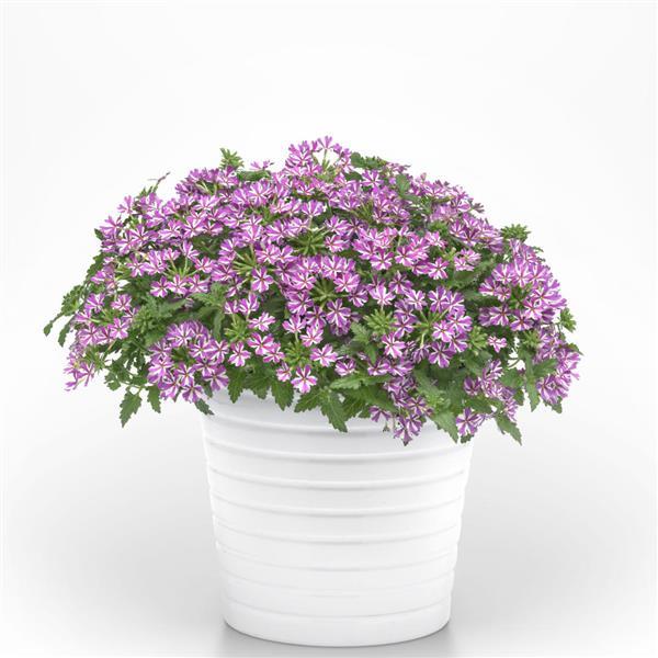 Beats™ Lavender Star Verbena - Container