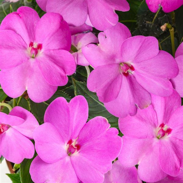 SunPatiens® Compact Lavender Impatiens - Bloom