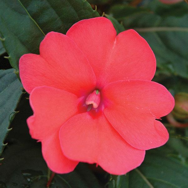 SunPatiens® Compact Deep Rose Impatiens - Bloom
