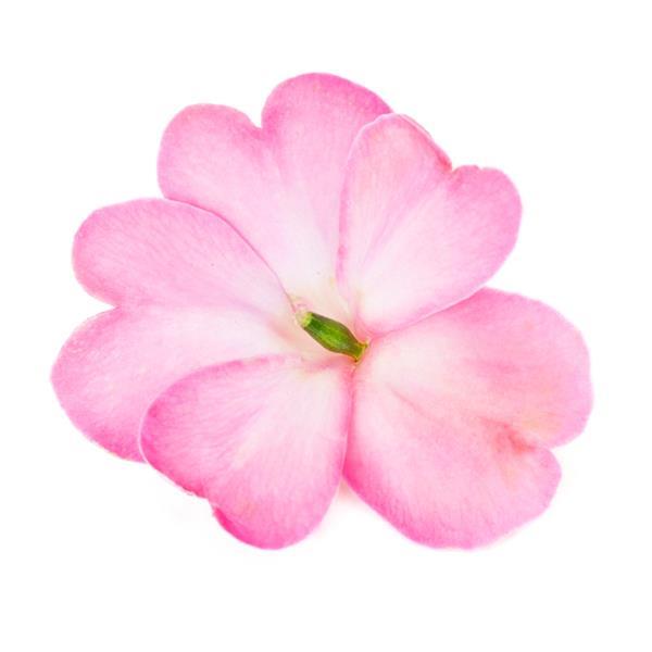 SunPatiens® Compact Pink Flash Impatiens - Bloom