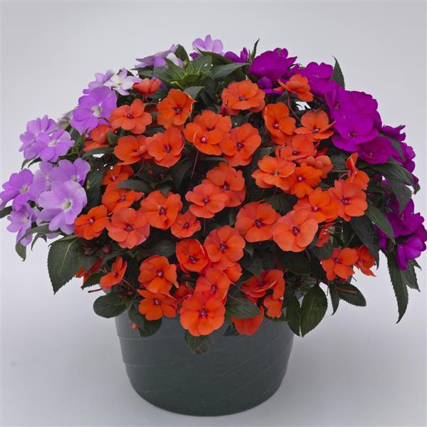 SunPatiens® Compact Tropical Punch Mix Improved Impatiens - Bloom