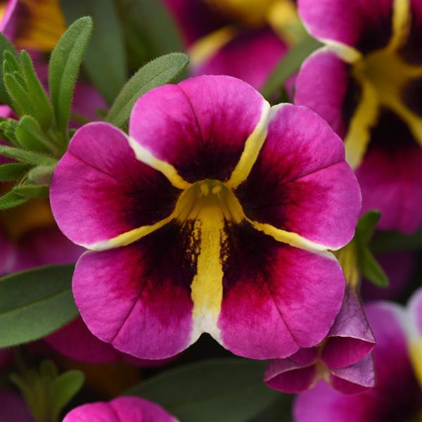 【pink hawaii】 MiniFamous® Neo Pink Hawaii Calibrachoa