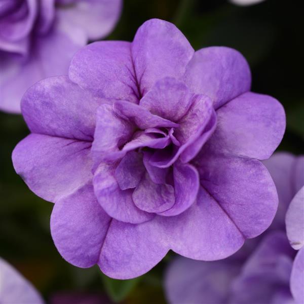 MiniFamous® Neo Double Silver Blue Calibrachoa