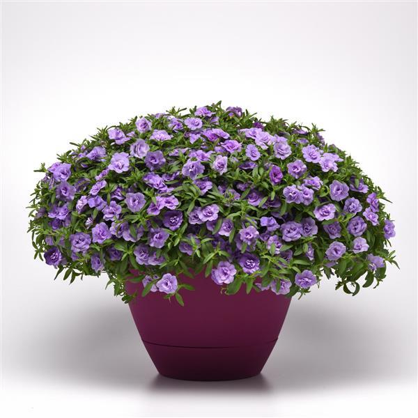 Billbergia Novena 子株付き MiniFamous® Neo Double Silver Blue Calibrachoa