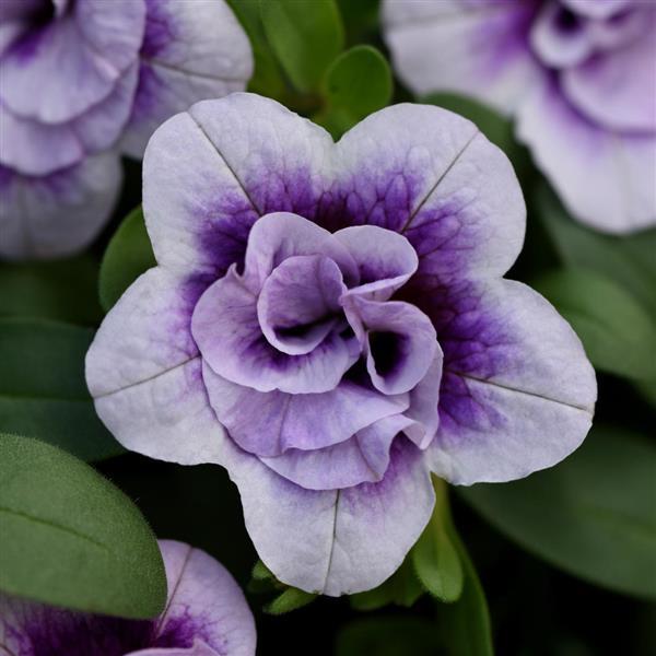 MiniFamous® Neo Double PlumTastic Calibrachoa