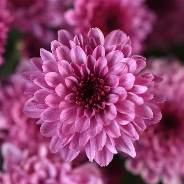 Cyclone Pink Garden Mum