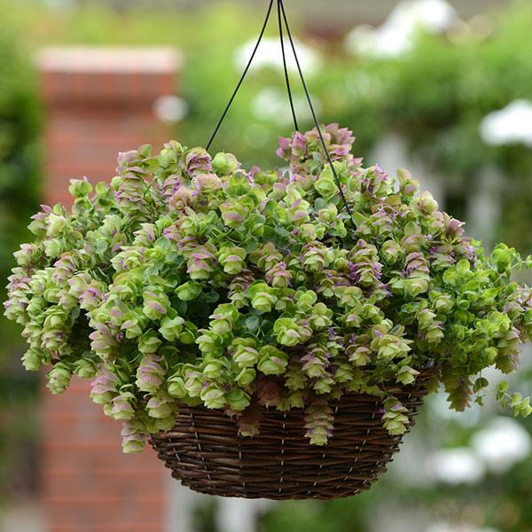 Ornamental Oregano Kirigami - Basket