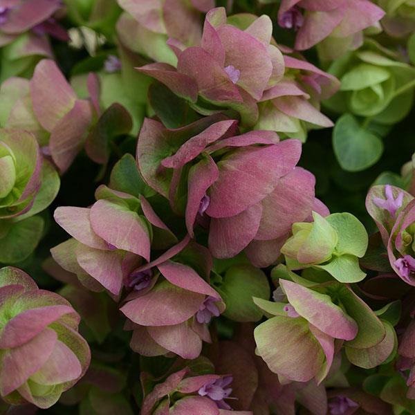 Ornamental Oregano Kirigami - Bloom