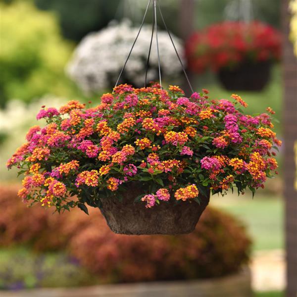 PassionFruit Lantana - Basket