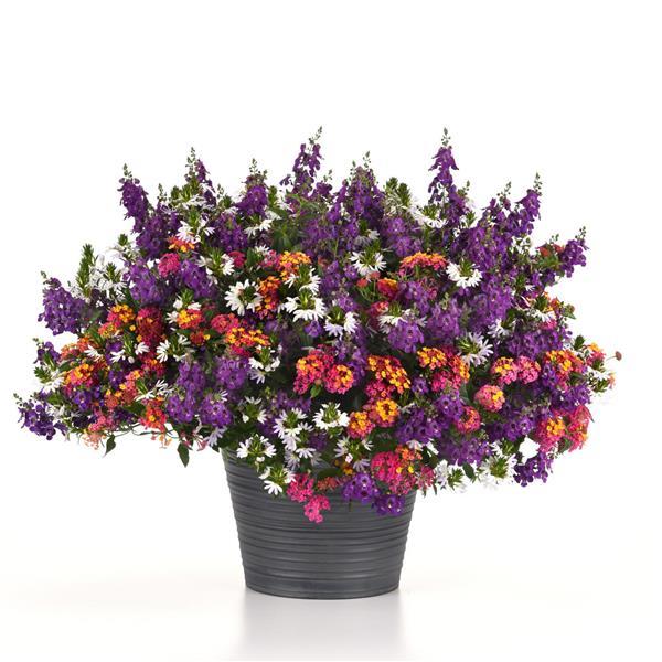 PassionFruit Lantana - Container