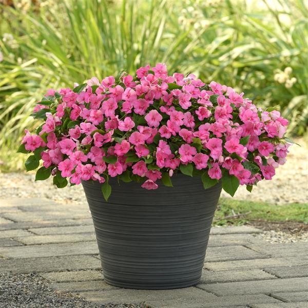 Beacon® Pink Impatiens - Container