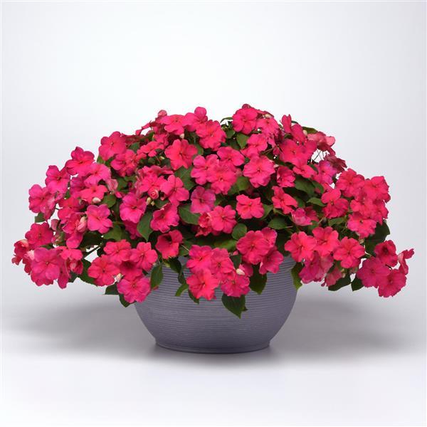 Beacon® Rose Impatiens - Container