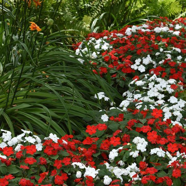 Beacon® Cape Pine Mixture Impatiens - Landscape