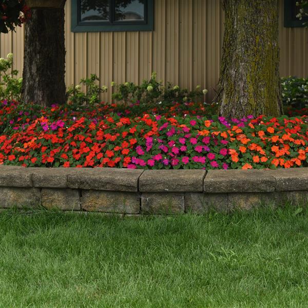 Beacon® Sanibel Mixture Improved Impatiens - Landscape