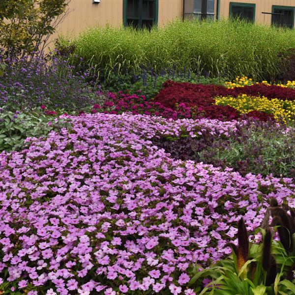 Solarscape® XL Lilac Spark Interspecific Impatiens - Commercial Landscape 1