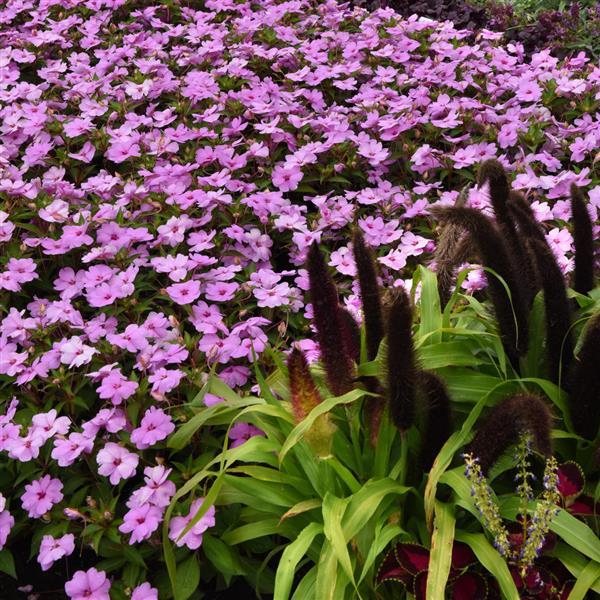 Solarscape® XL Lilac Spark Interspecific Impatiens - Landscape