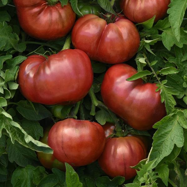 DarkStar Tomato - Bloom