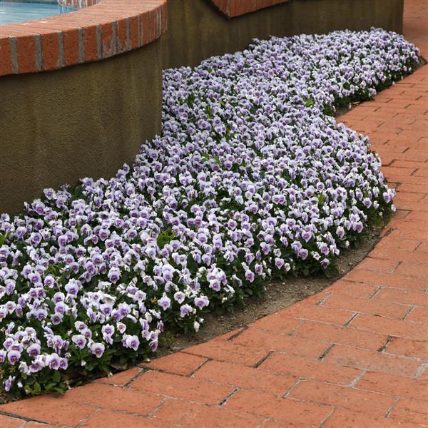 Sorbet® XP Pink Halo Viola - Landscape