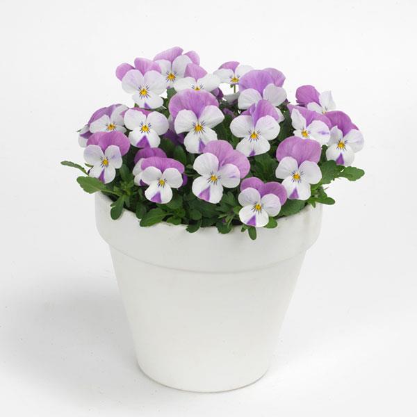 Sorbet® XP Pink Wing Viola