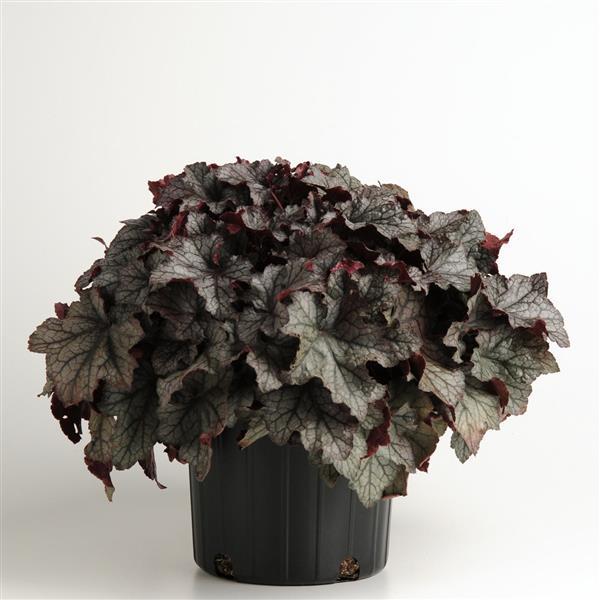 Heuchera Carnival Plum Crazy - Container