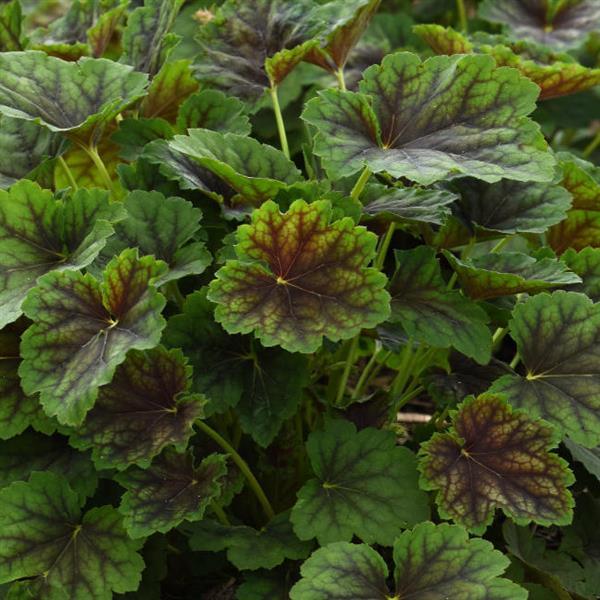 Heuchera Carnival Cocomint - Bloom