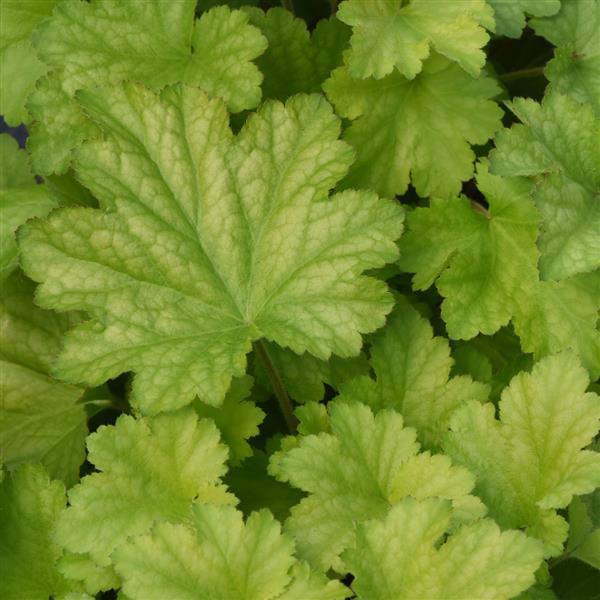 Heuchera Carnival Lime Zest - Bloom