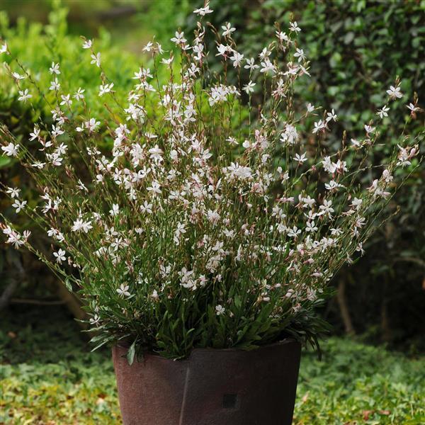 Gaura Sparkle White - Container