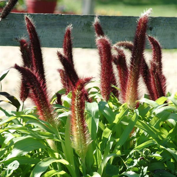 Jade Princess Ornamental Millet - Bloom