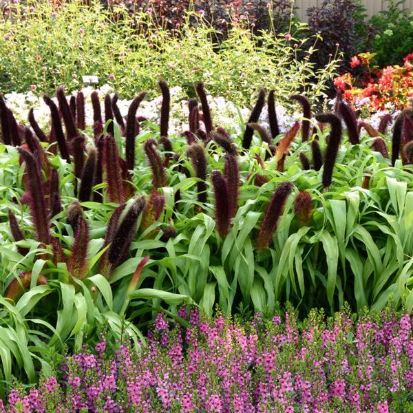 Jade Princess Ornamental Millet - Commercial Landscape 1