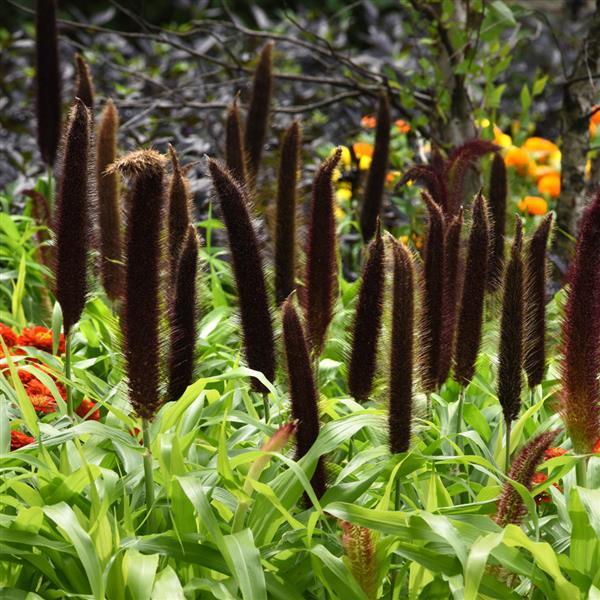 Jade Princess Ornamental Millet - Commercial Landscape 2