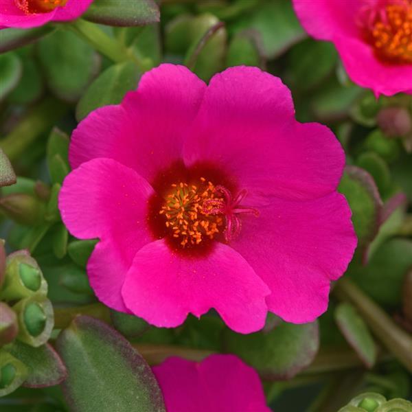 RíoGrande™ Magenta Purslane - Bloom