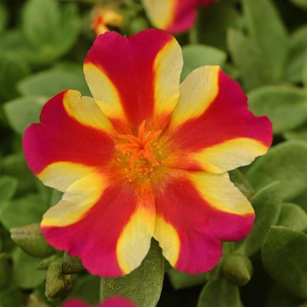RíoGrande™ Raspberry Lemonade Purslane - Bloom