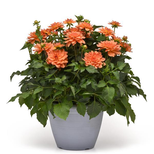 Venti™ Mango Dahlia - Container