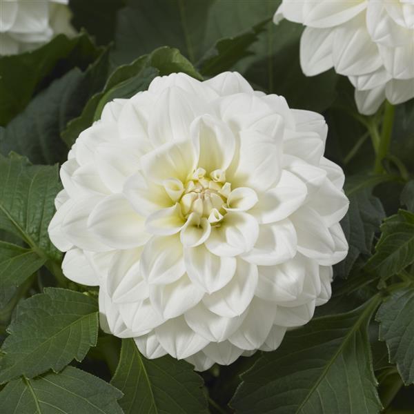 Venti™ White Dahlia - Bloom