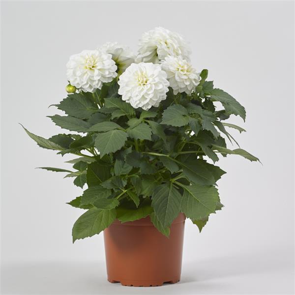 Venti™ White Dahlia - Container