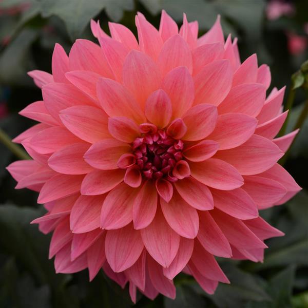 Venti™ Passion Fruit Dahlia - Bloom