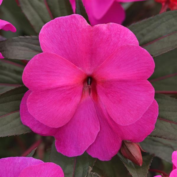 ImPower™ Violet Shadow New Guinea Impatiens - Bloom