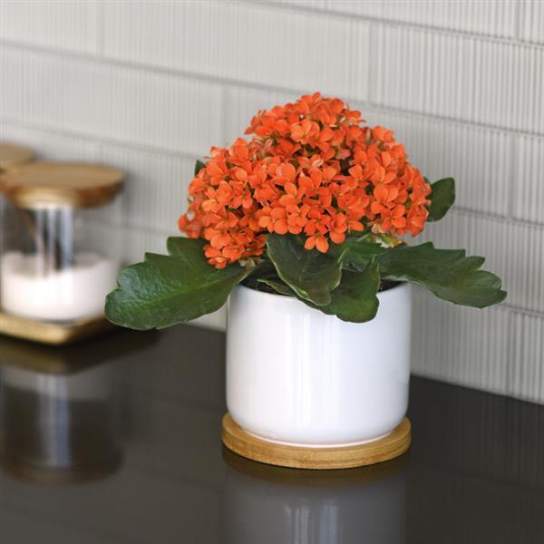 Mandala® Bright Orange Kalanchoe - Container