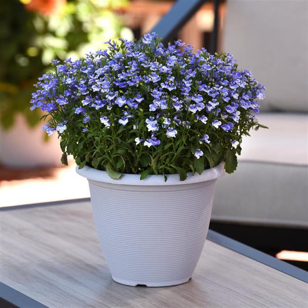 Magadi™ Compact Blue Bay Lobelia - Garden