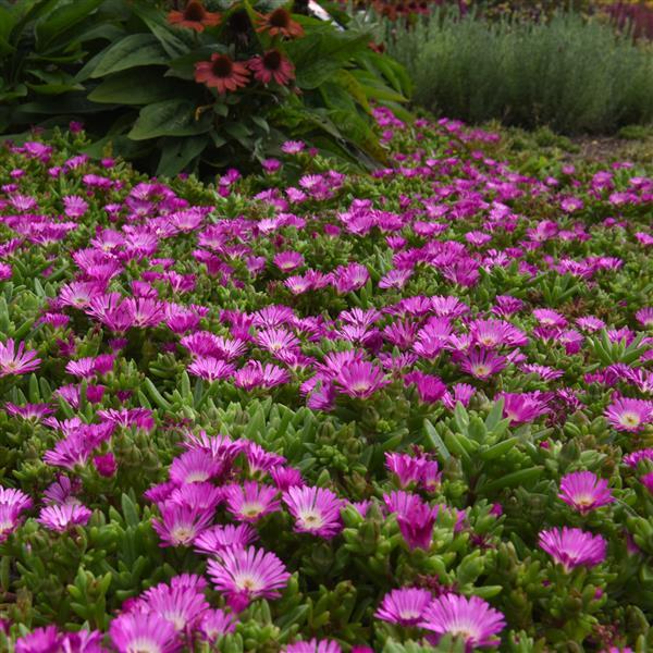 Delosperma hybrid Ocean Sunset™ Violet Flare - Commercial Landscape 1